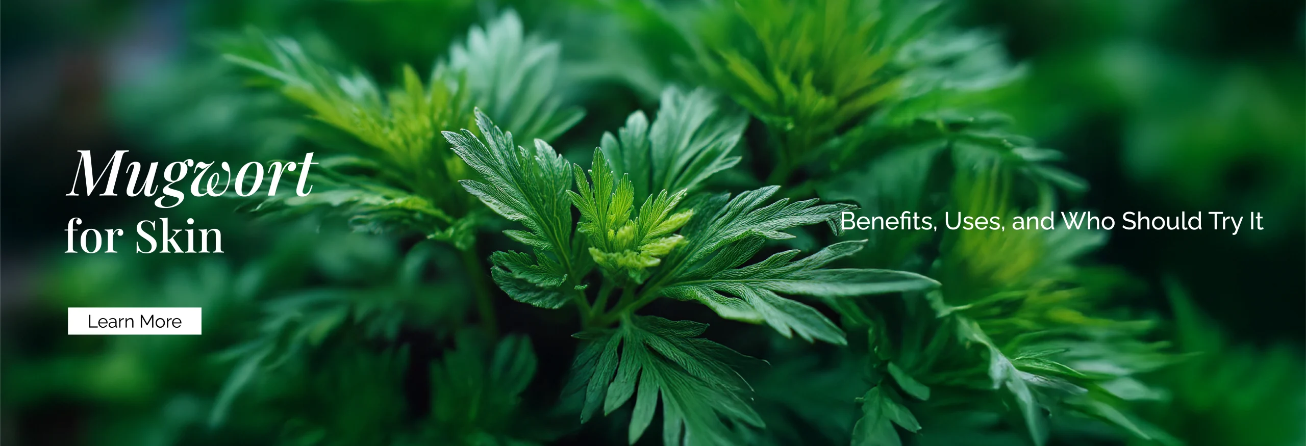 Mugwort Extract for Skin: Benefits, Uses, and Who Should Try It