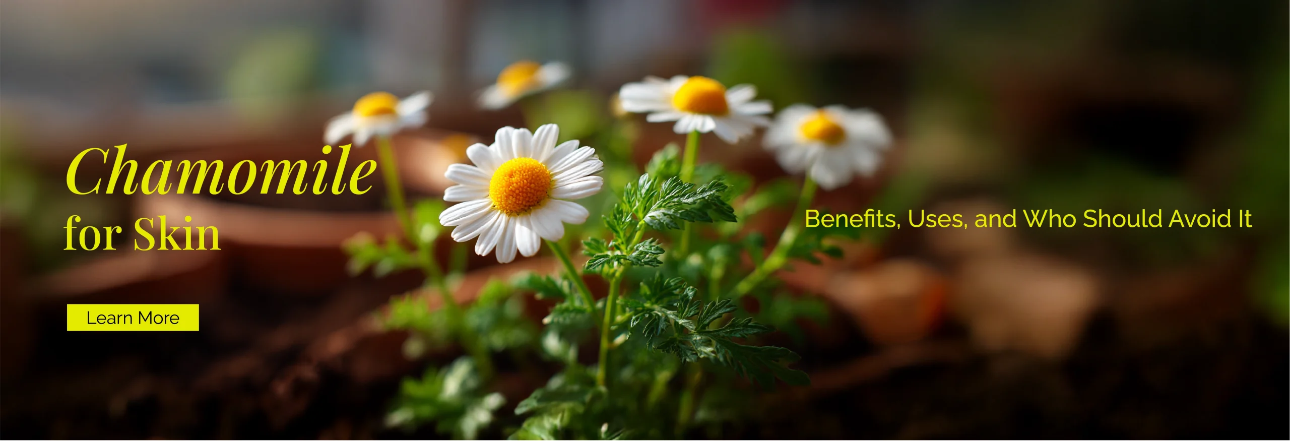Chamomile Extract for Skin: Benefits, Uses, and Who Should Avoid It