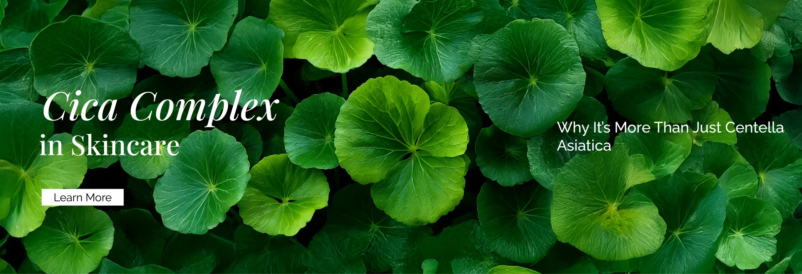 Cica Complex in Skincare: Why It’s More Than Just Centella Asiatica