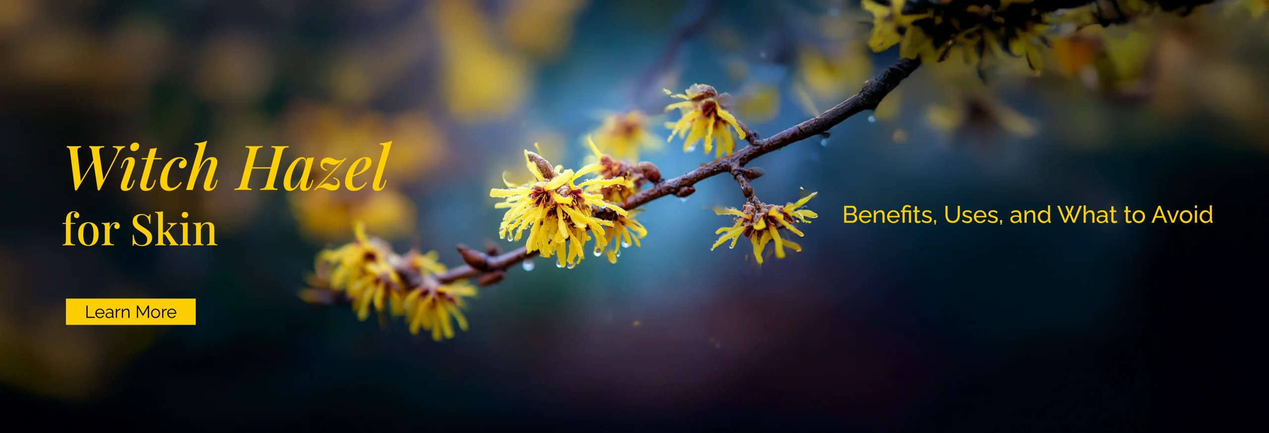 Witch Hazel for Skin: Benefits, Uses, and What to Avoid